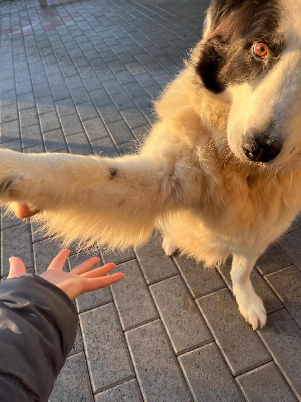 SIMBA MAREMMANO Foto 4